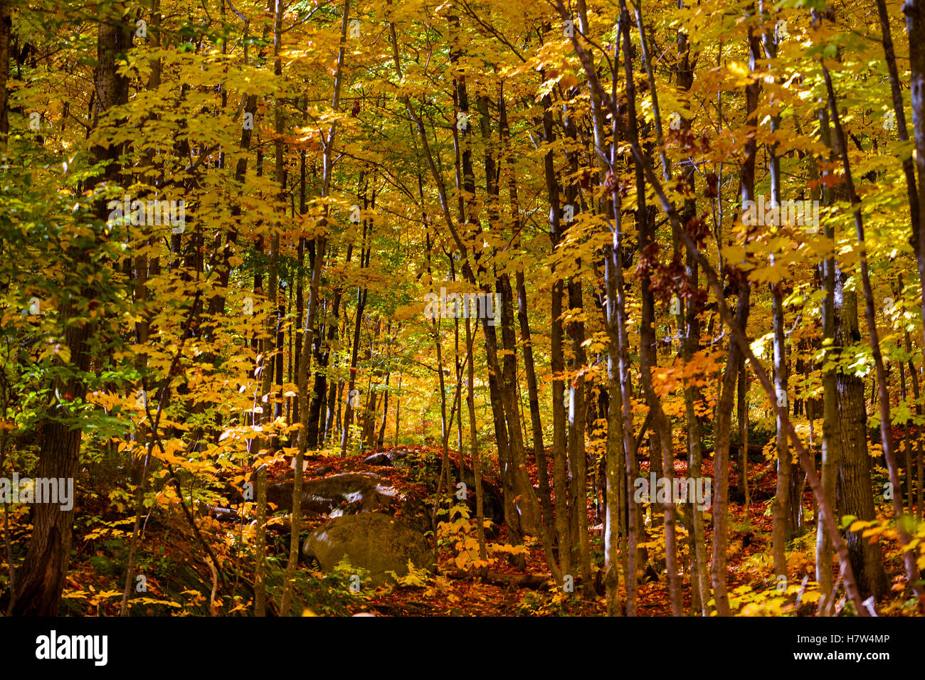 Herbst-Laub-Bäume und Himmel in natürlichem Licht Stockfoto