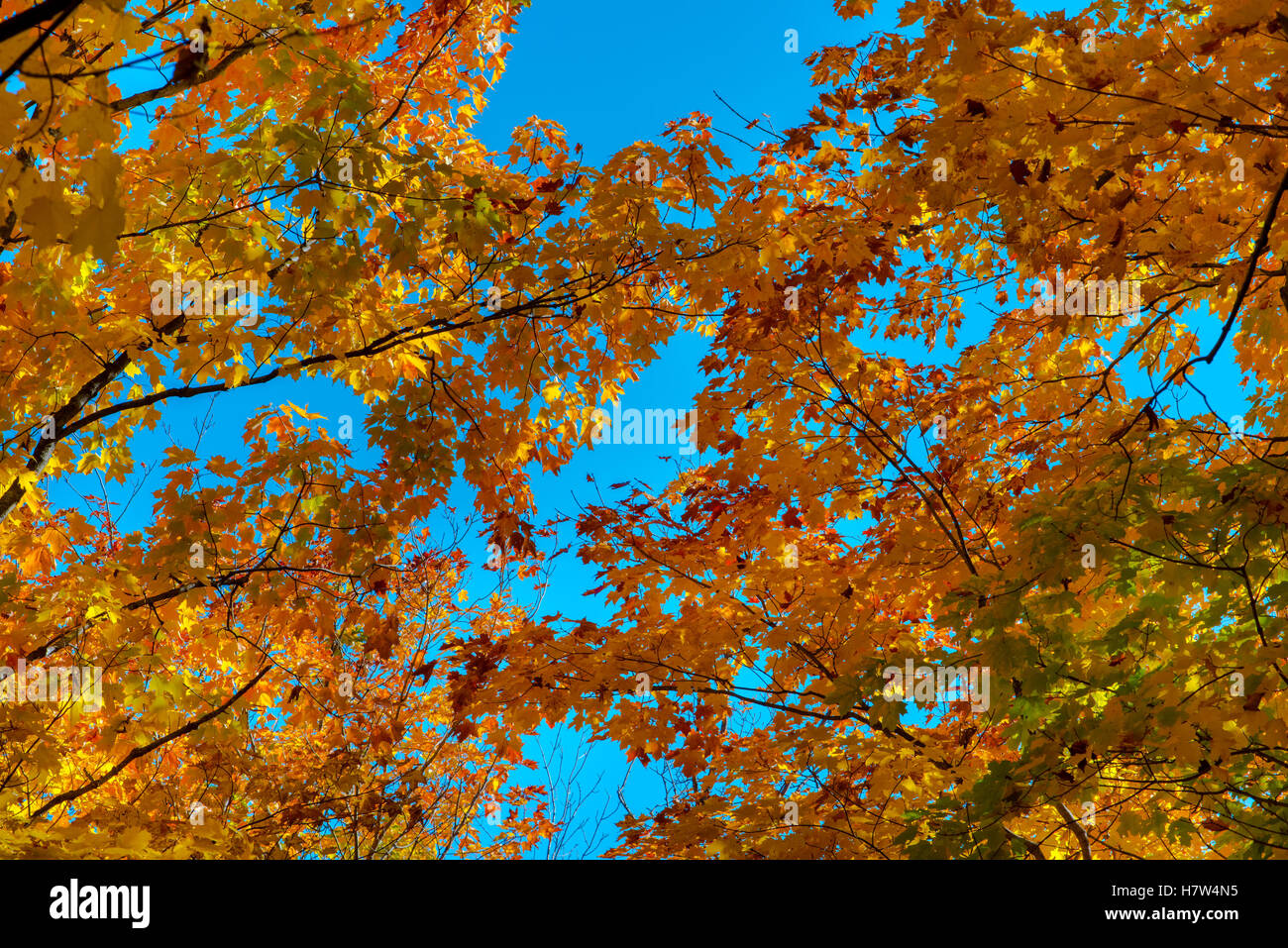 Laubbäume Ahorn und Himmel in natürlichem Licht Stockfoto