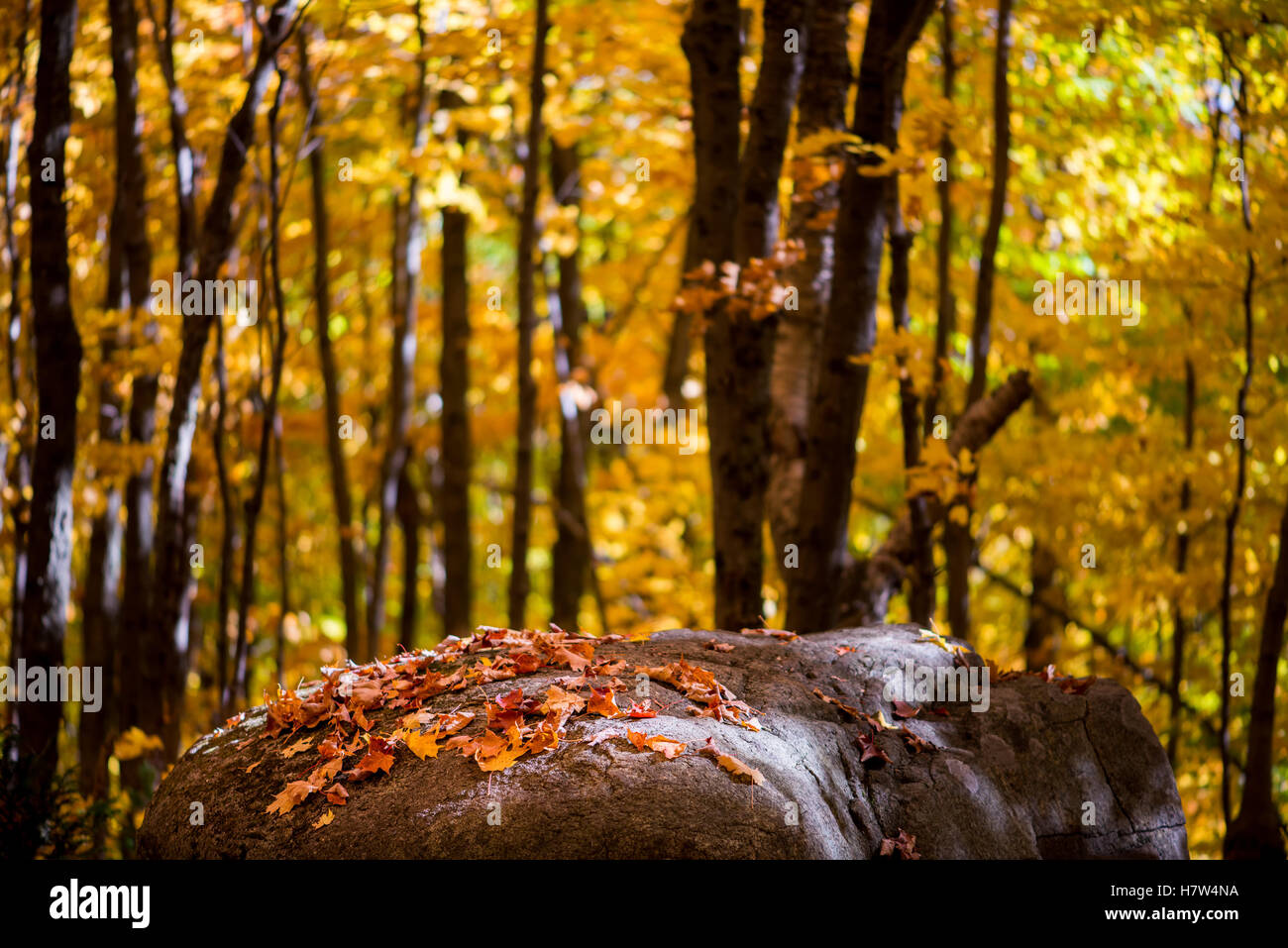 Stein bedeckt mit Blätter im Wald Stockfoto