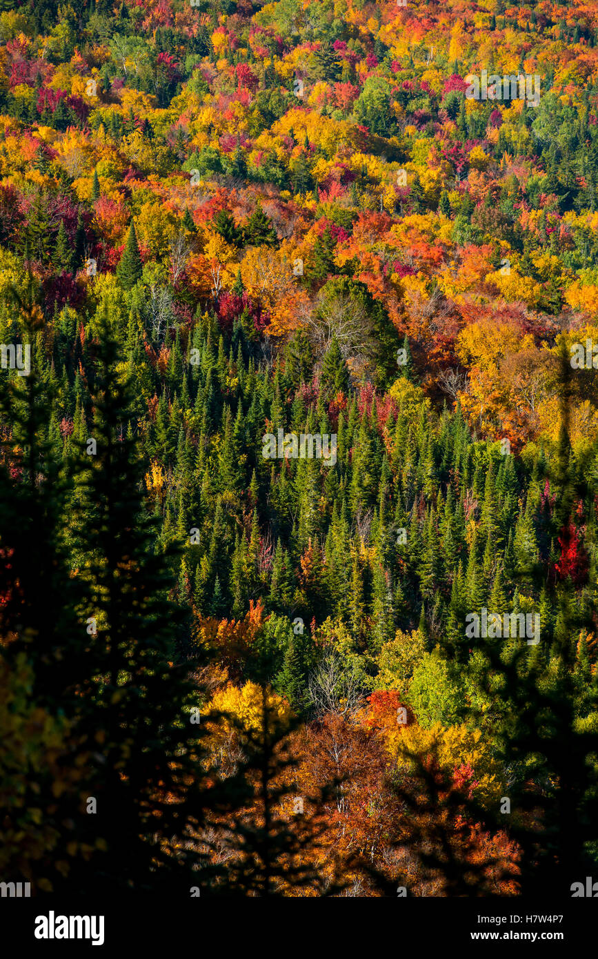 Herbstwald Ansicht bei Tageslicht Stockfoto