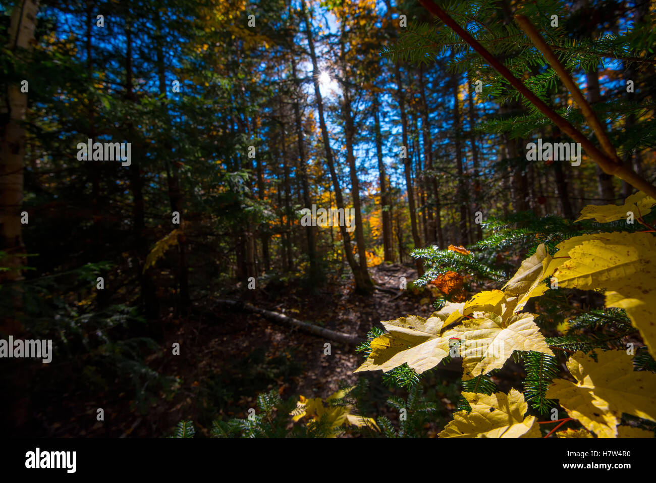 Ahornblätter im Wald bei Tageslicht Stockfoto