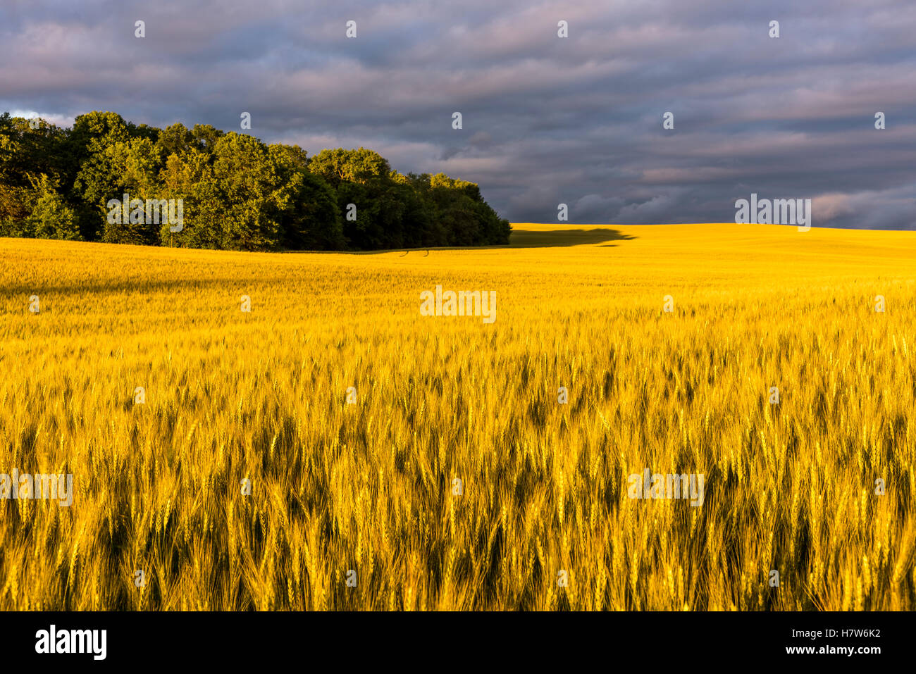 Goldene Weizenfeld in der Minnesota-Prärie. Stockfoto
