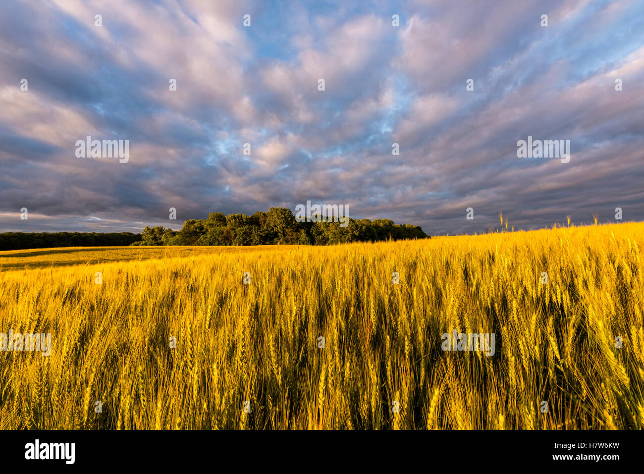 Goldene Weizenfeld in der Minnesota-Prärie. Stockfoto