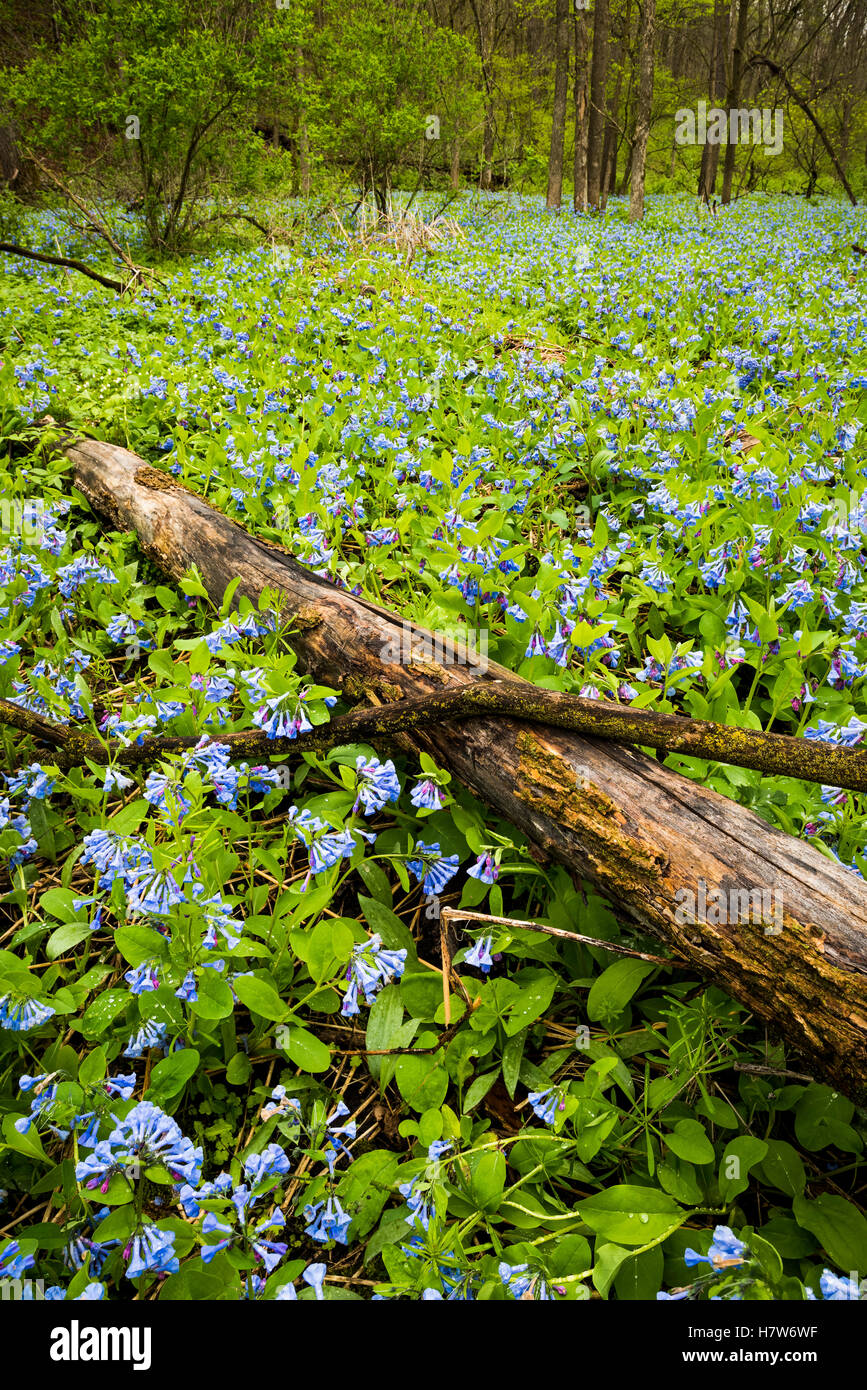 Virginia Bluebells bedecken den Waldboden im Carley State Park im Südosten von Minnesota. Stockfoto