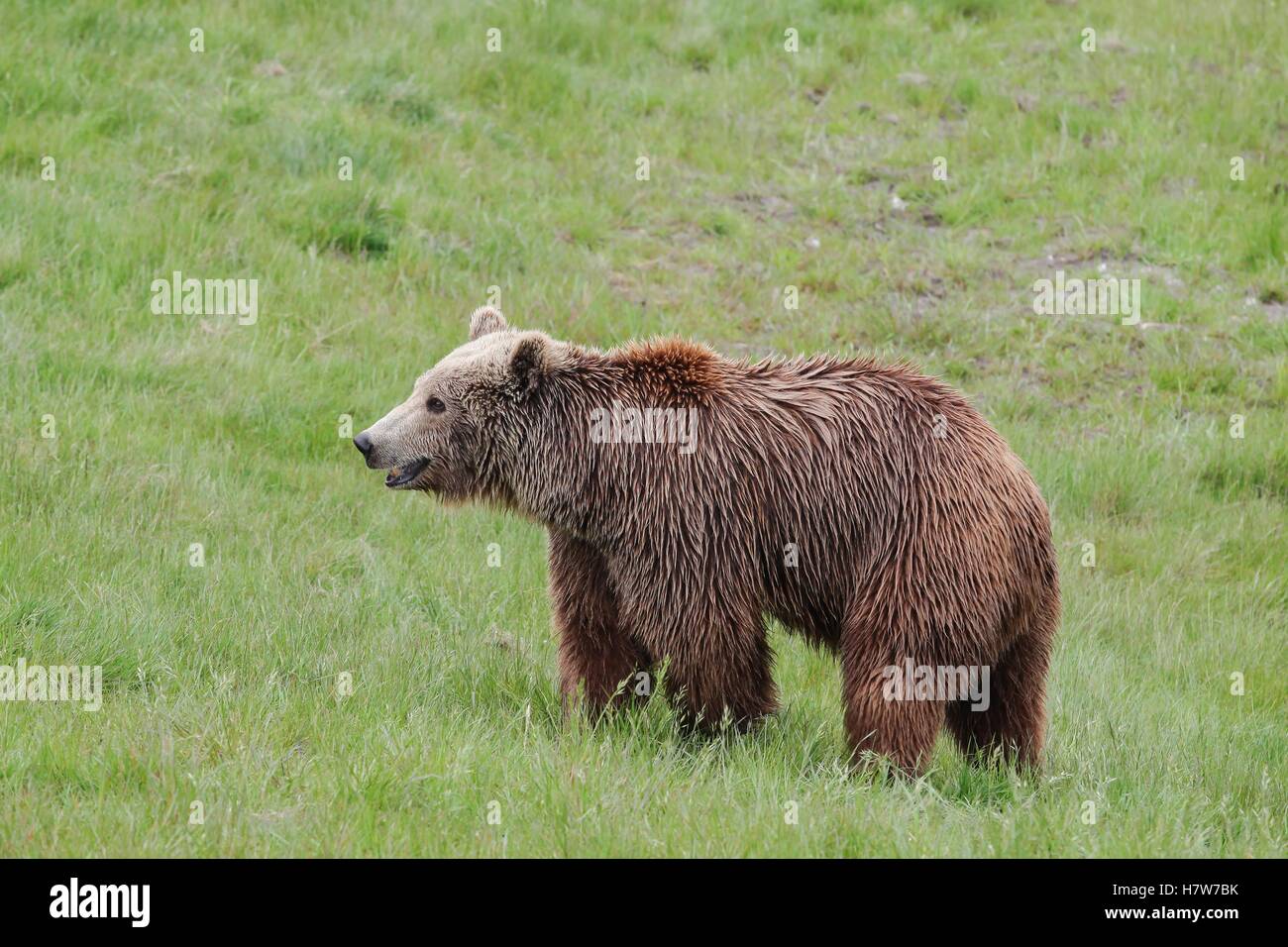 Brown bear face animal -Fotos und -Bildmaterial in hoher Auflösung – Alamy