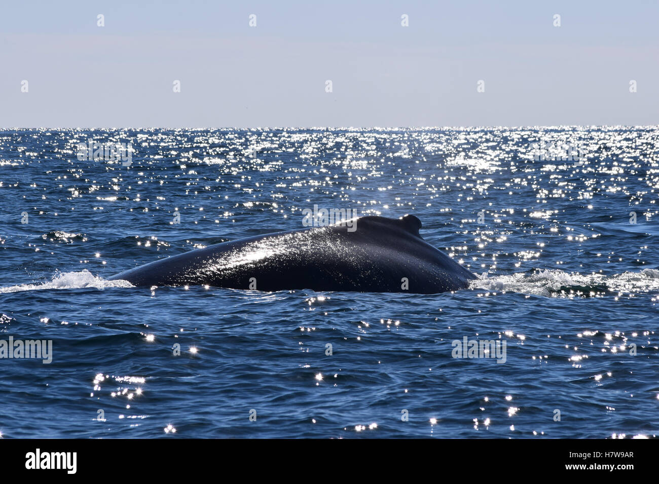 Ein Buckelwal in einem Strahl von Sonnenlicht reflektiert das Wasser. Stockfoto