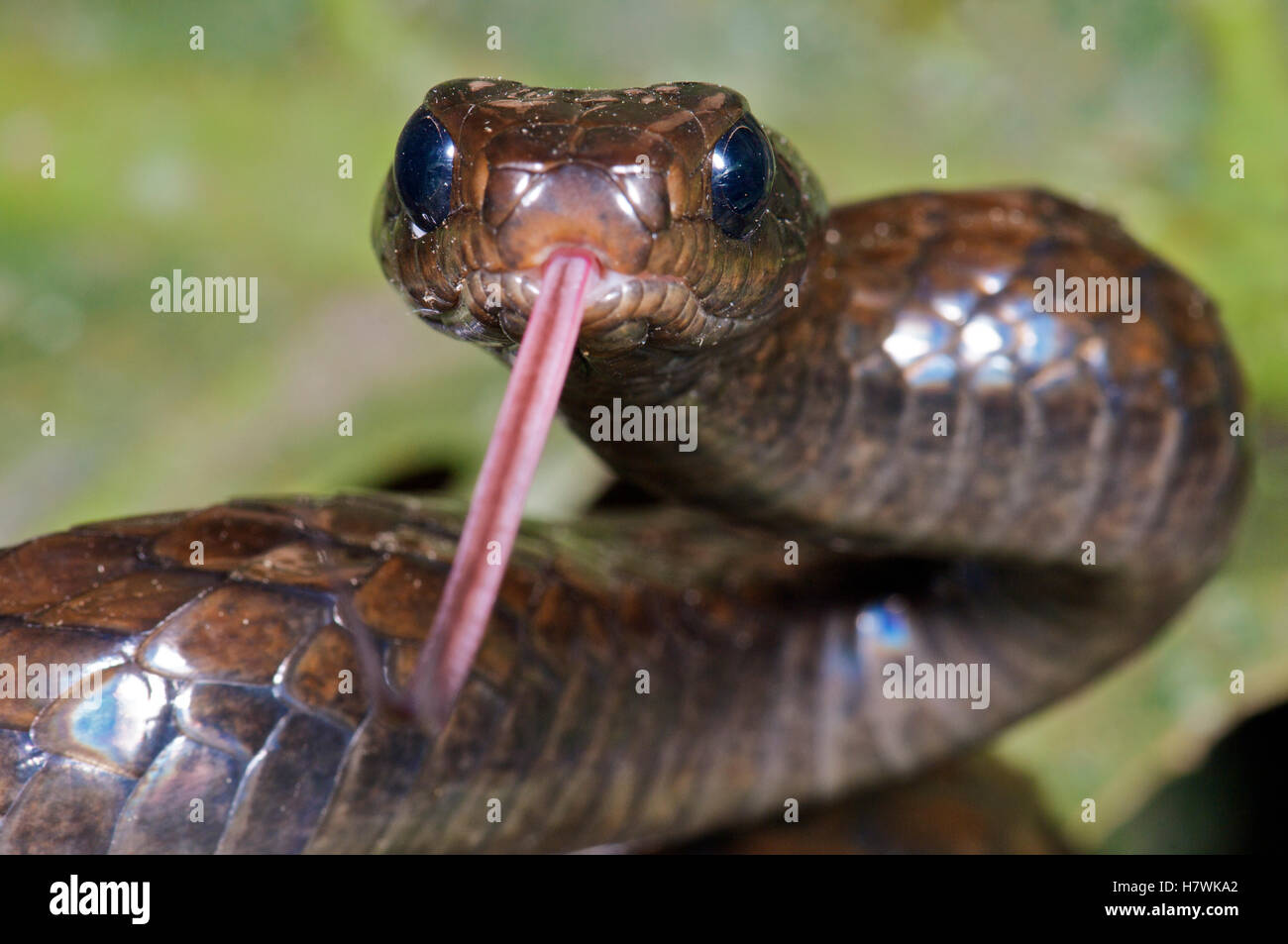 Groß skaliert schwarze Baumschlange (Chironius Grandisquamis) in Gefahr Haltung, Zunge schnippte, westlichen Hang der Anden Cloud Stockfoto
