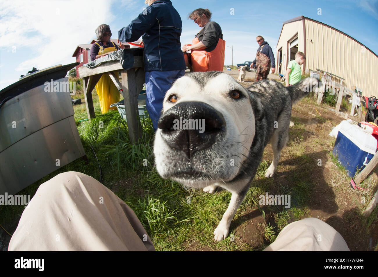 Hund untersucht Fotograf, während Menschen arbeitest du im Hintergrund, Bristol Bay, Südwest Alaska Lachs filetieren Stockfoto