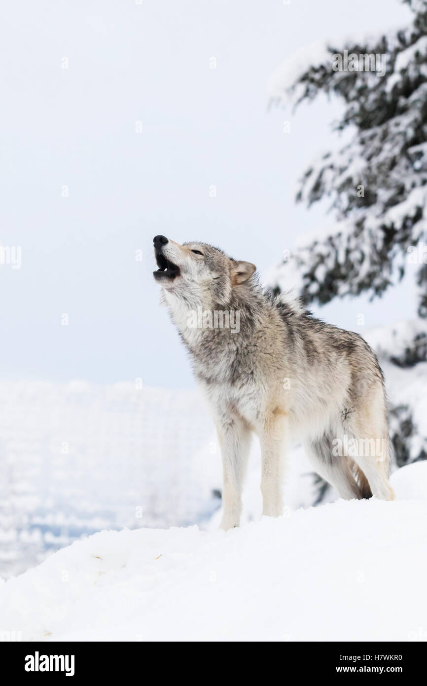 Gefangenschaft: Nahaufnahme von einer weiblichen Tundra Wolf Heulen in der AK Wildlife Conservation Center im Winter, Yunan AK, USA Stockfoto