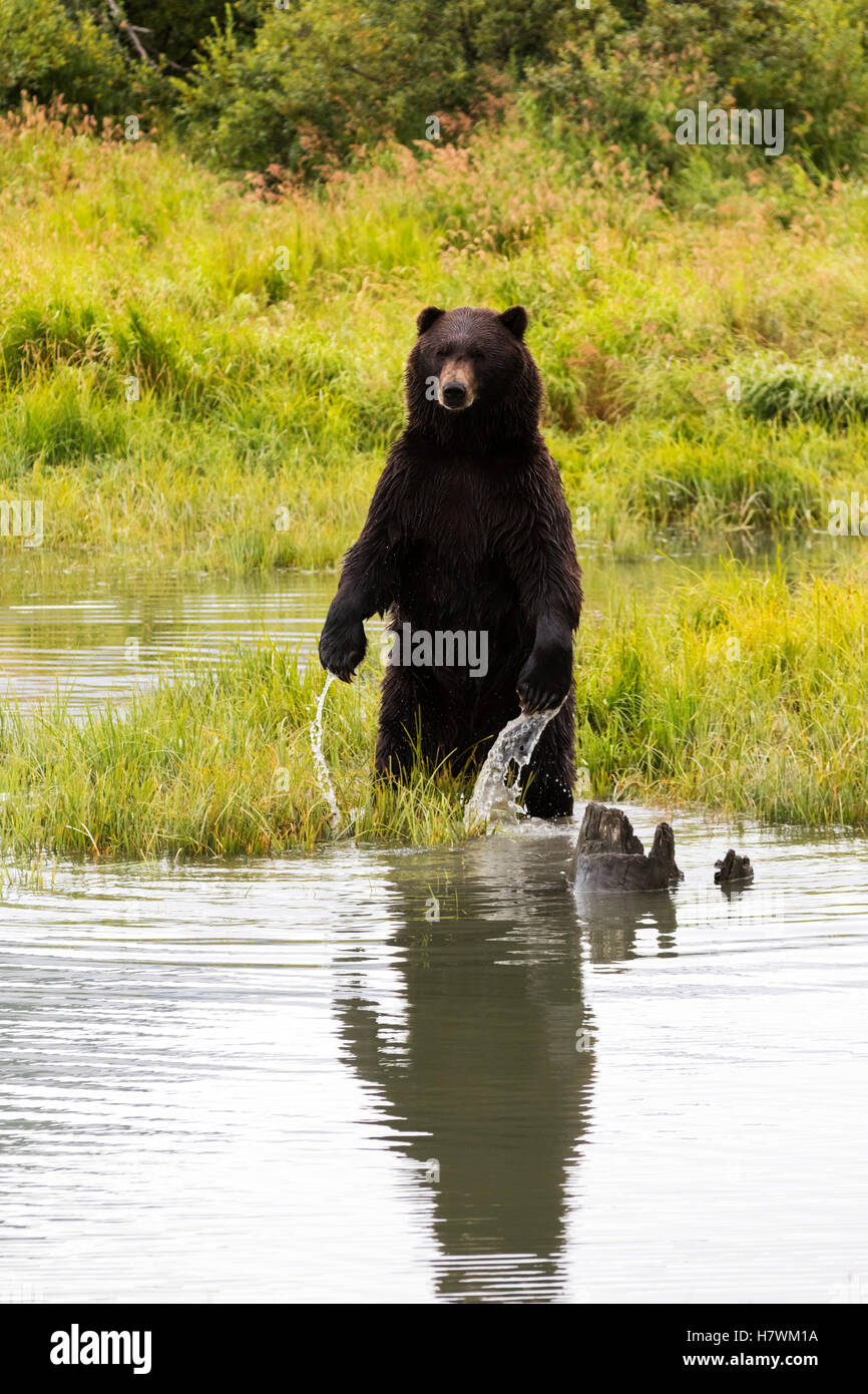 CAPTIVE: Grizzly stehend auf die Hinterfüße in einem Teich, Alaska Wildlife Conservation Center, Yunan Alaska, USA Stockfoto