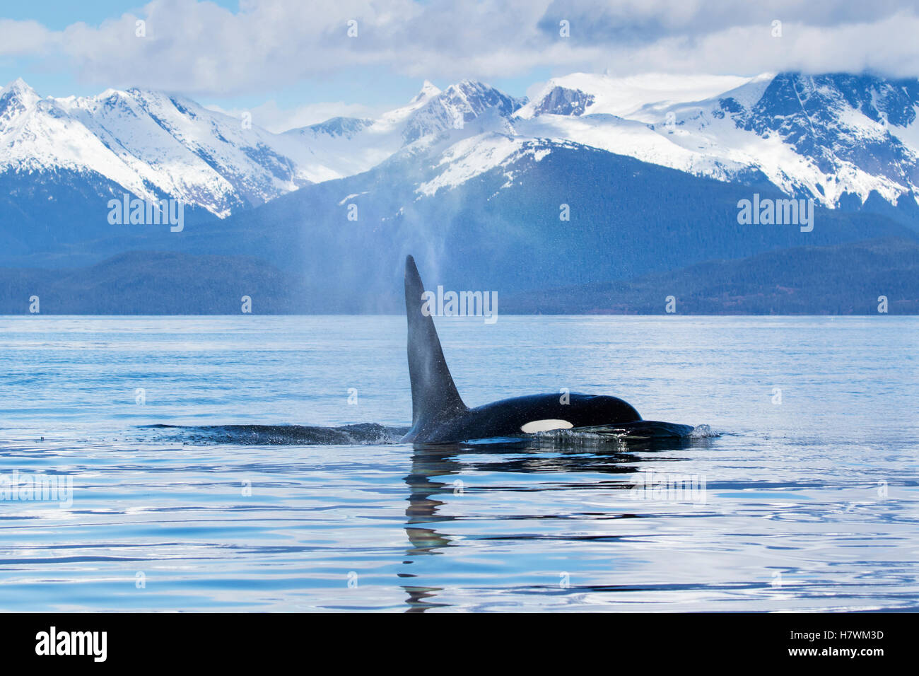 Ein Orca-Wal (Schwertwal) (Orcinus Orca) Flächen in der Nähe von Juneau, Lynn Canal, Chilkat Berge, Inside Passage; Alaska, USA Stockfoto