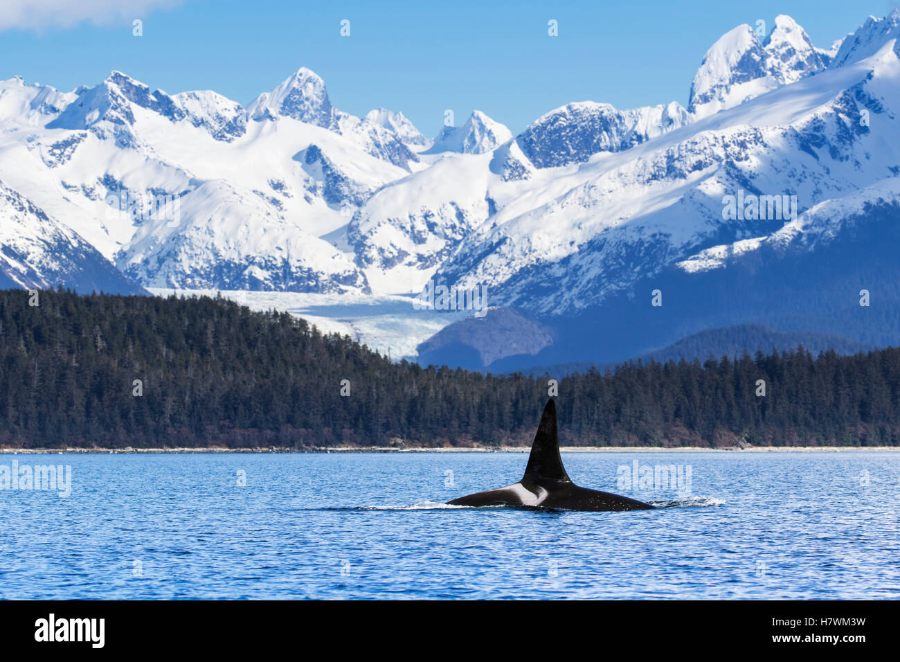 Ein Orca-Wal (Killerwal) (Orcinus Orca), männlich, wie durch die Höhe des dorsalen Fins angegeben, Oberflächen in Lynn Canal, Herbert Glacier, innen Pa... Stockfoto