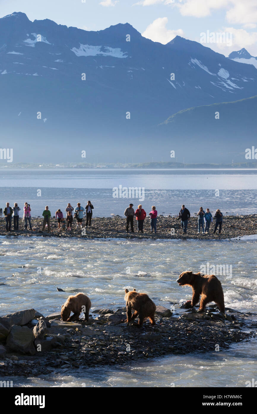 Braunbär säen Fische mit ihren jungen für Pink und Silber Lachs an Allison Punkt bei Anglern im Hintergrund, Valdez, Alaska, USA Yunan Stockfoto
