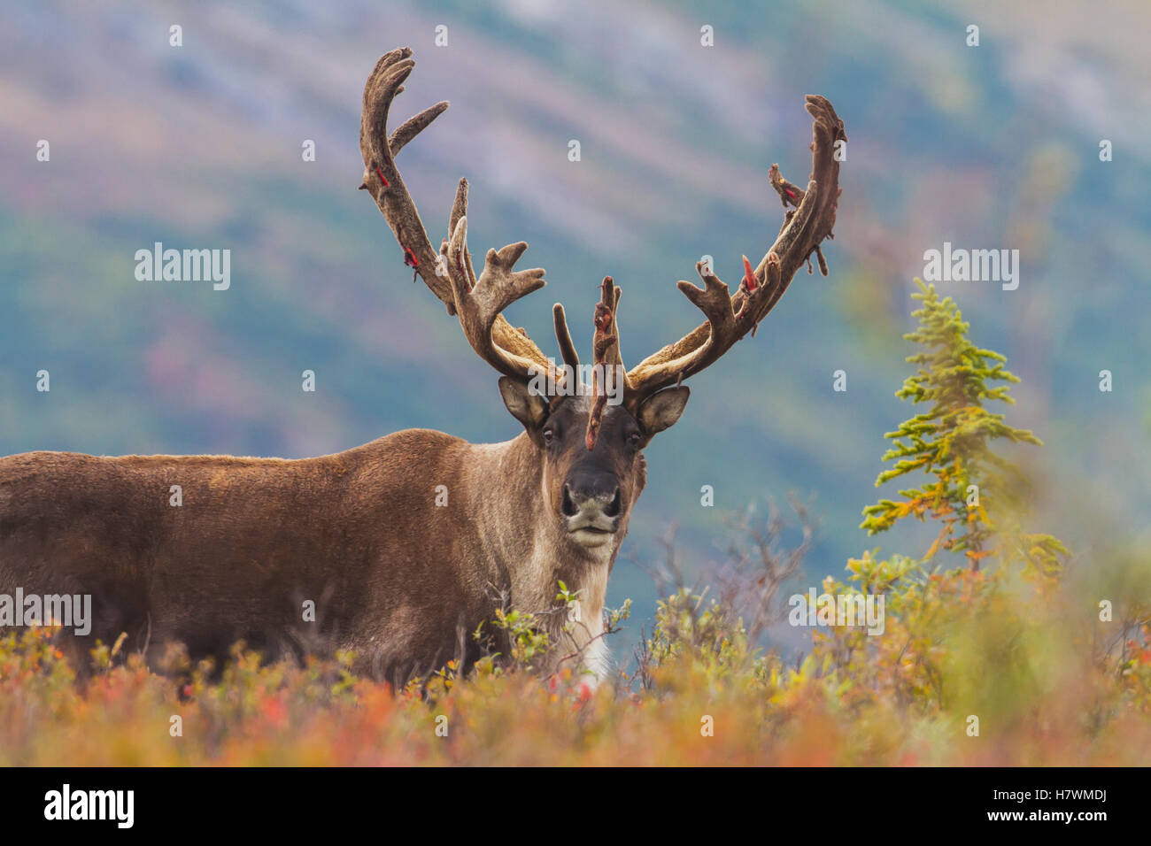 Bull Caribou mit Geweih in samt, Denali National Park, innen Alaska, USA Stockfoto