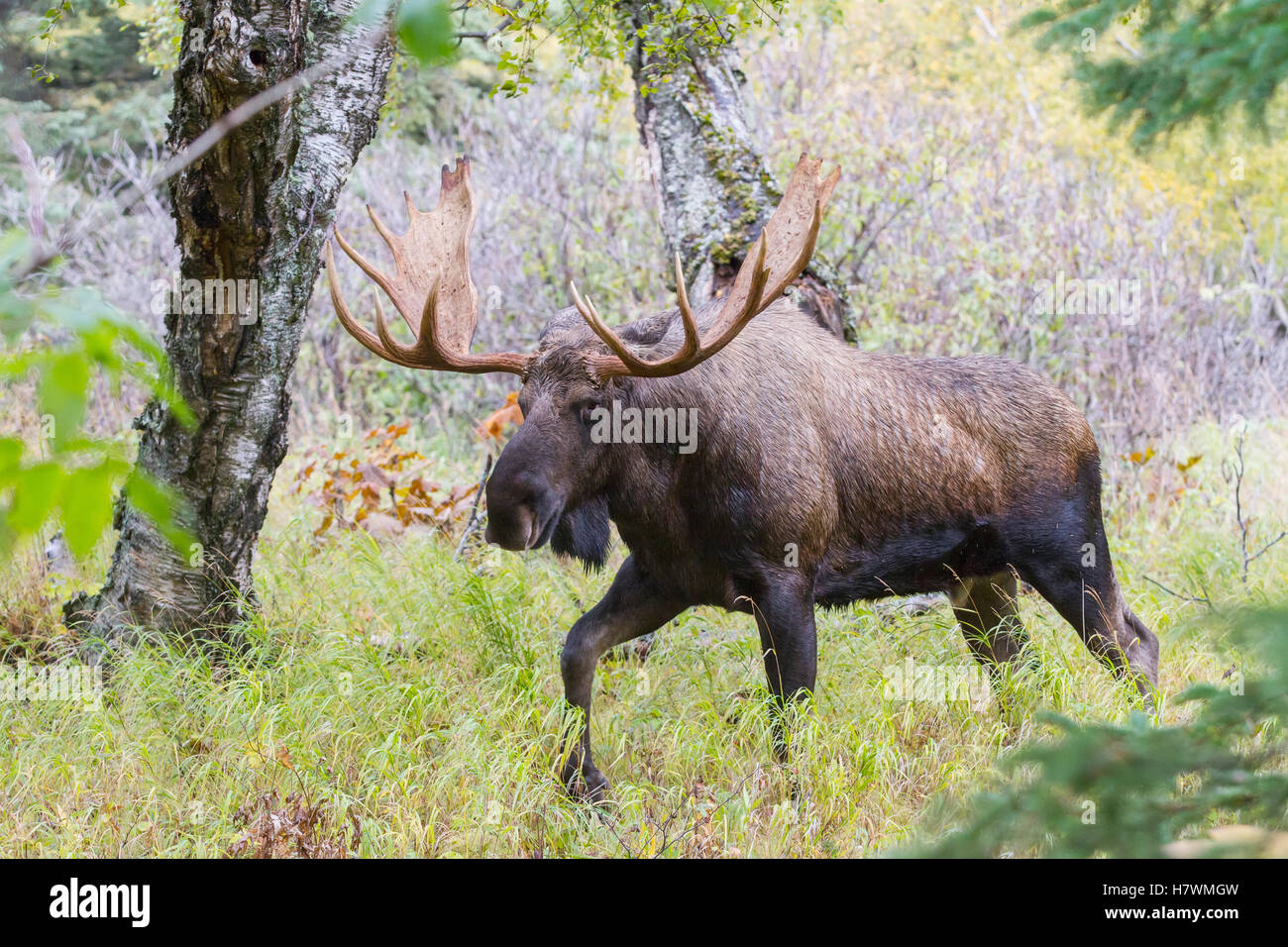Einen großen Elchbullen Spaziergänge Kincaid Park in Anchorage auf der Suche nach Kuh Elch in der Brunft Herbst, Yunan Alaska, USA Stockfoto