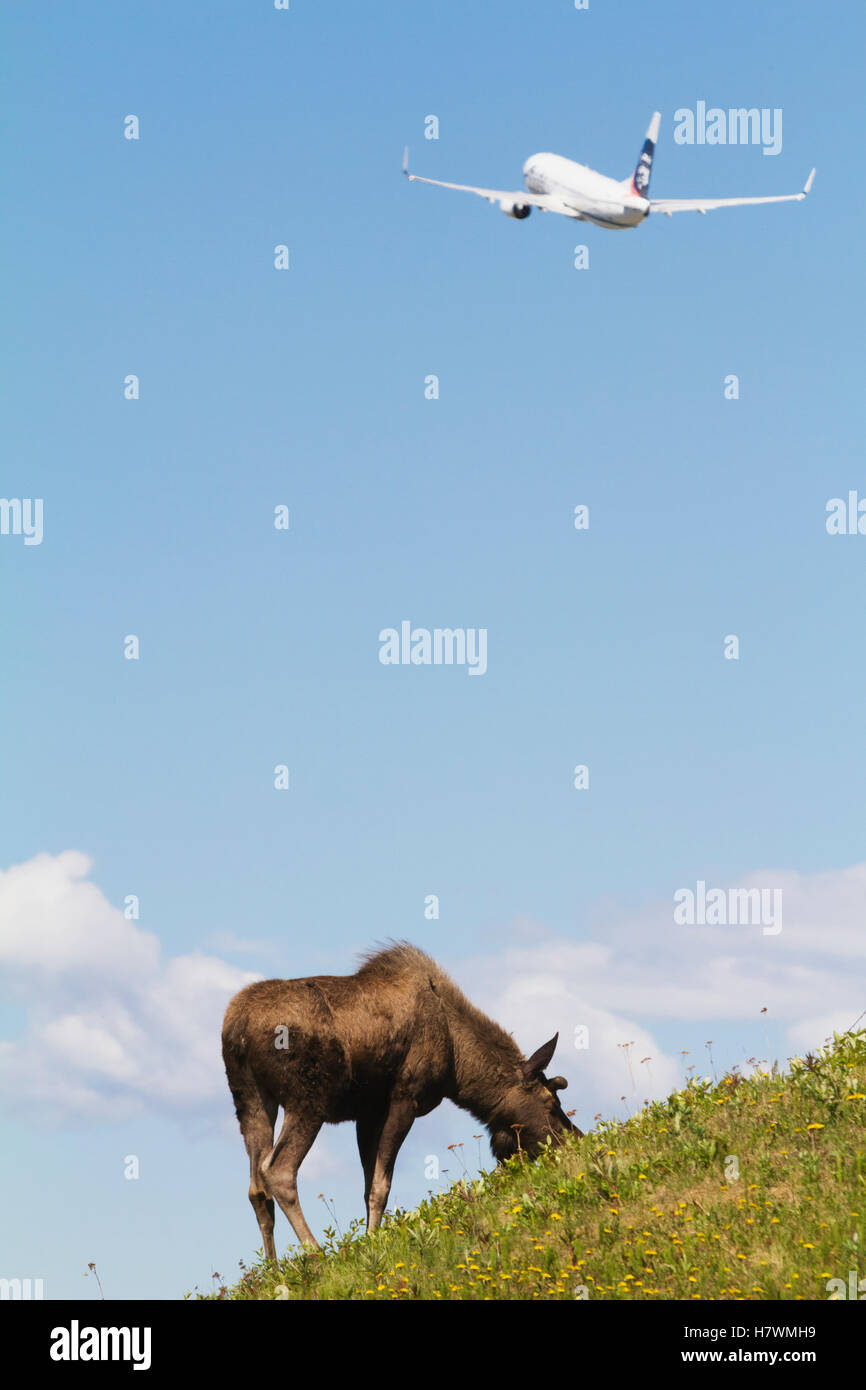 Bull Moose auf einem Hügel im Westen Ankerplatz in der Nähe des Flughafens mit einem kommerziellen Jet ausziehen Overhead, Yunan AK, USA Stockfoto