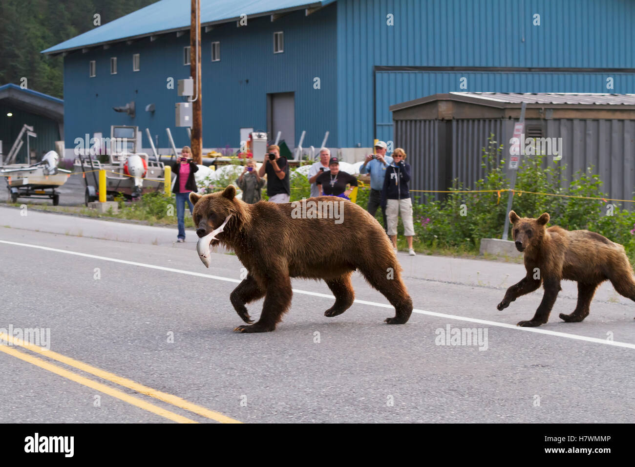 Braunbär Sau kreuzt die Dayville-Straße mit einem Jungtier als Leute zu beobachten, Valdez, Alaska, USA Yunan Stockfoto