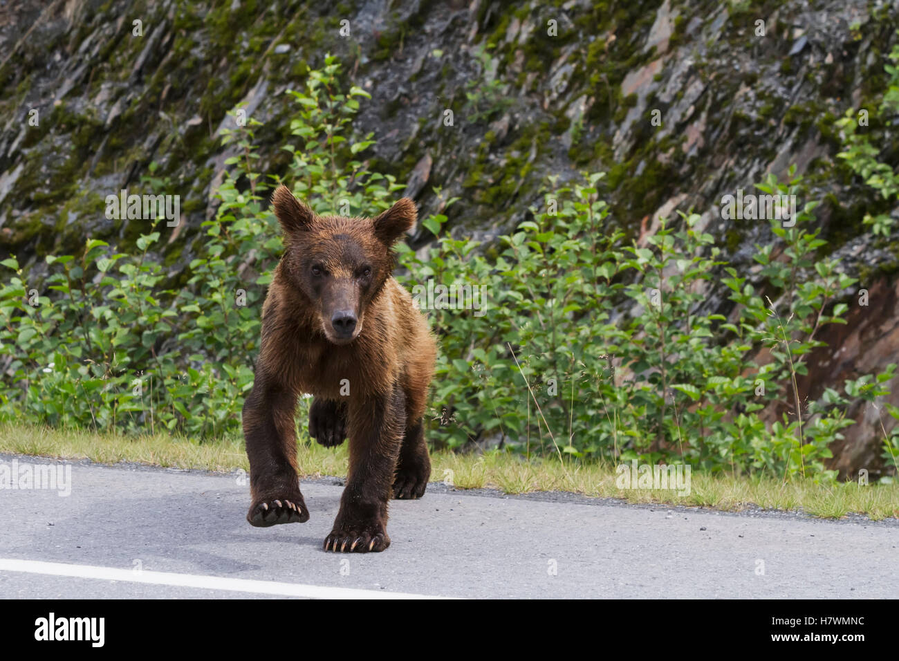 Brown Bear Cub quer Dayville Road in der Nähe von Valdez, Alaska, USA Yunan Stockfoto