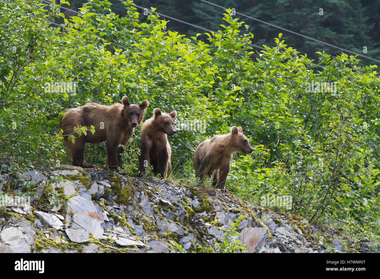Drei 18 Monate alten Geschwister Braunbären stehen auf Hügel in der Nähe von Valdez, Alaska, USA Yunan Stockfoto