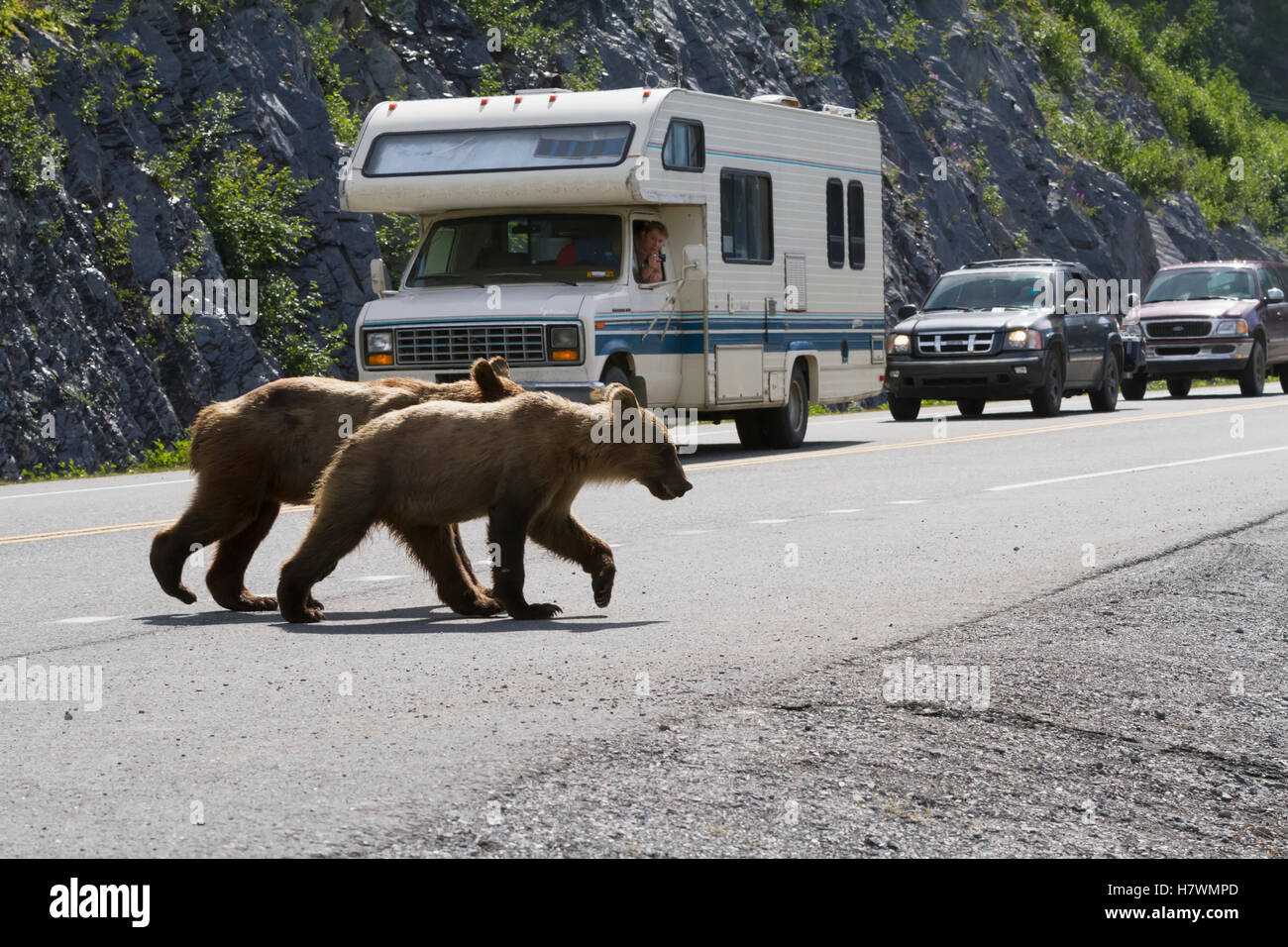 Paar der 18 Monate alte Braunbär jungen überqueren vor Verkehr auf Dayville Straße, Valdez, Yunan Alaska, USA Stockfoto