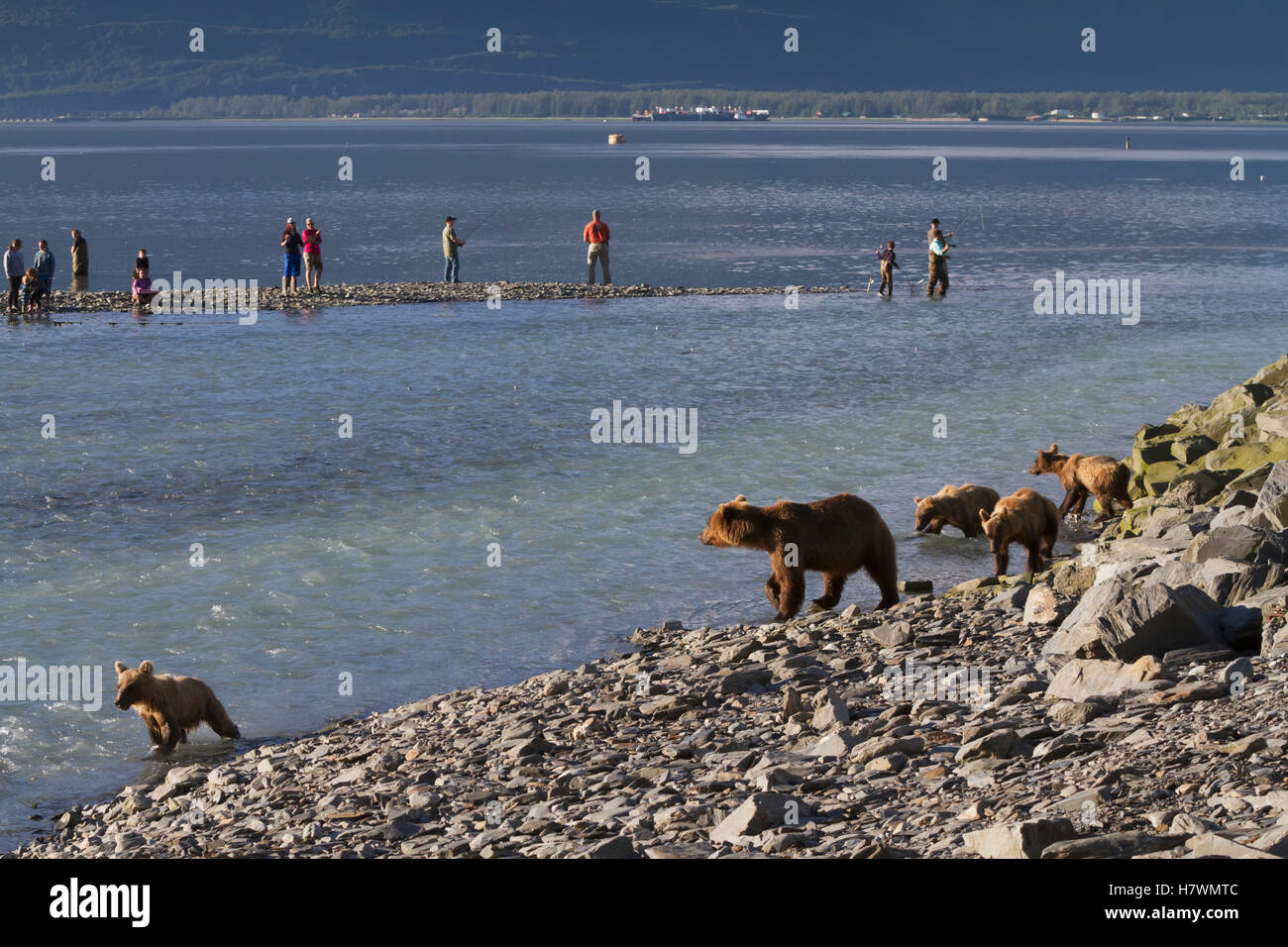 Ein Braunbär säen Fische mit ihren jungen beim Menschen zu beobachten. Yunan Alaska im Sommer. Stockfoto