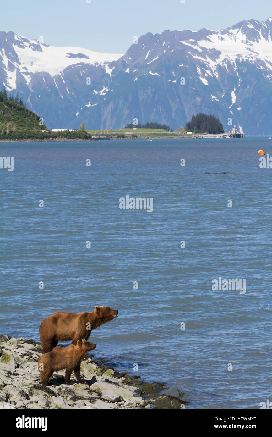 Weibliche Braunbären mit ihr junges an Allison Punkt mit Blick auf die Bucht, Valdez, Alaska, USA Yunan Stockfoto