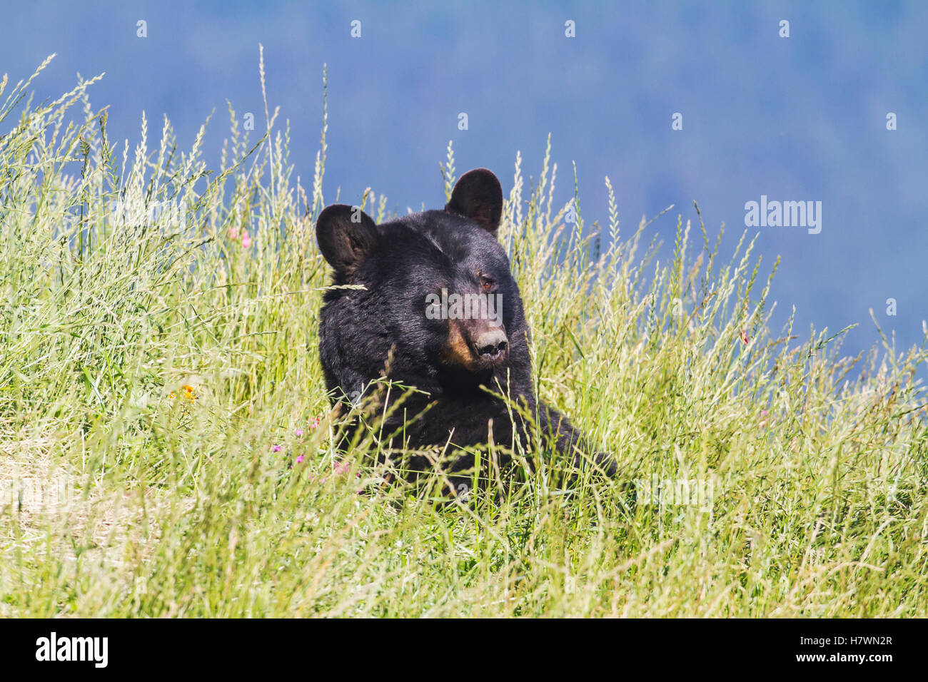 Captive Erwachsene Schwarzbären im Alaska Wildlife Conservation Center in Portage, Yunan Alaska. Sommer. Stockfoto