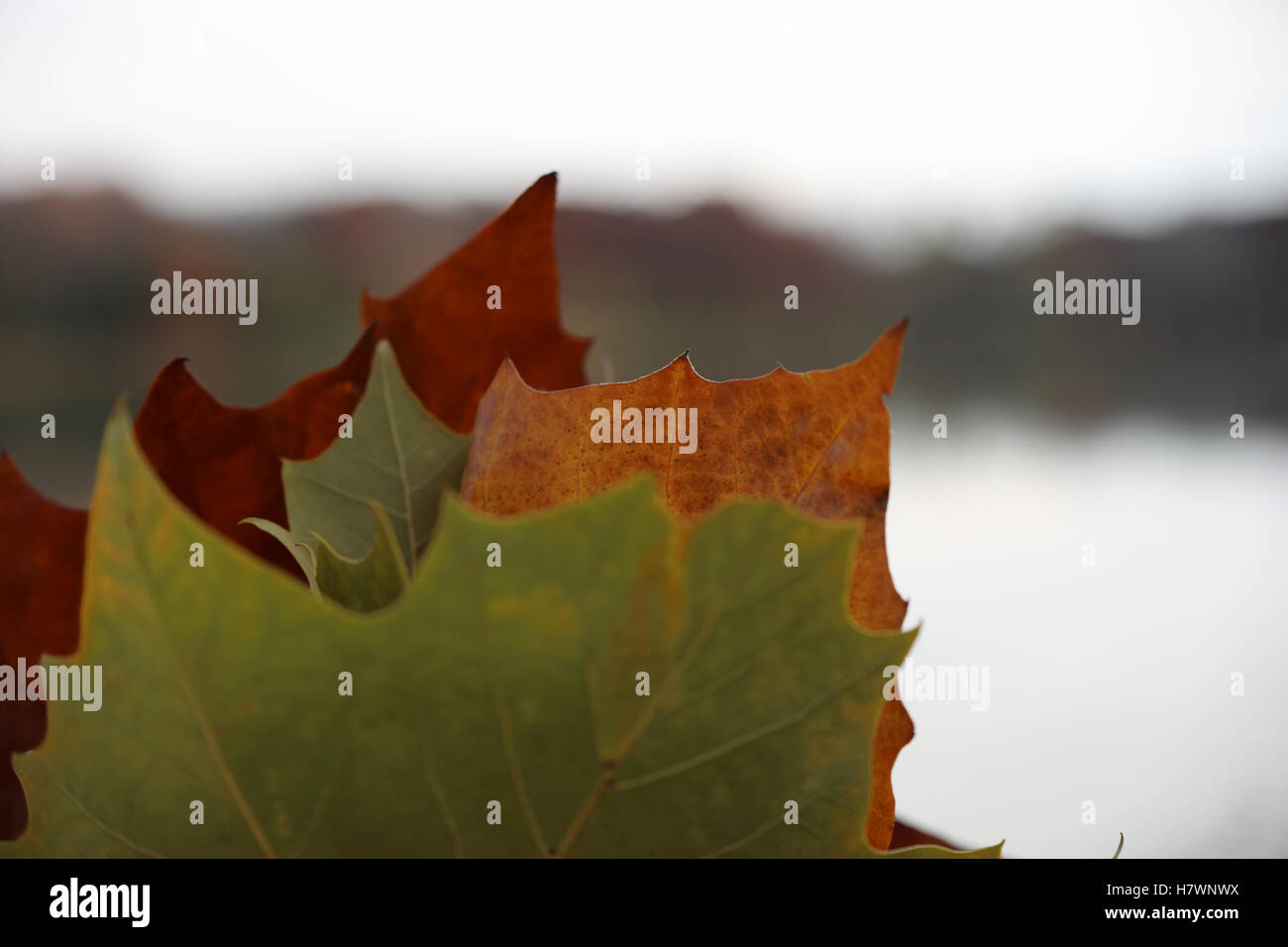 Herbst am Herrick See. Blätter Stockfoto