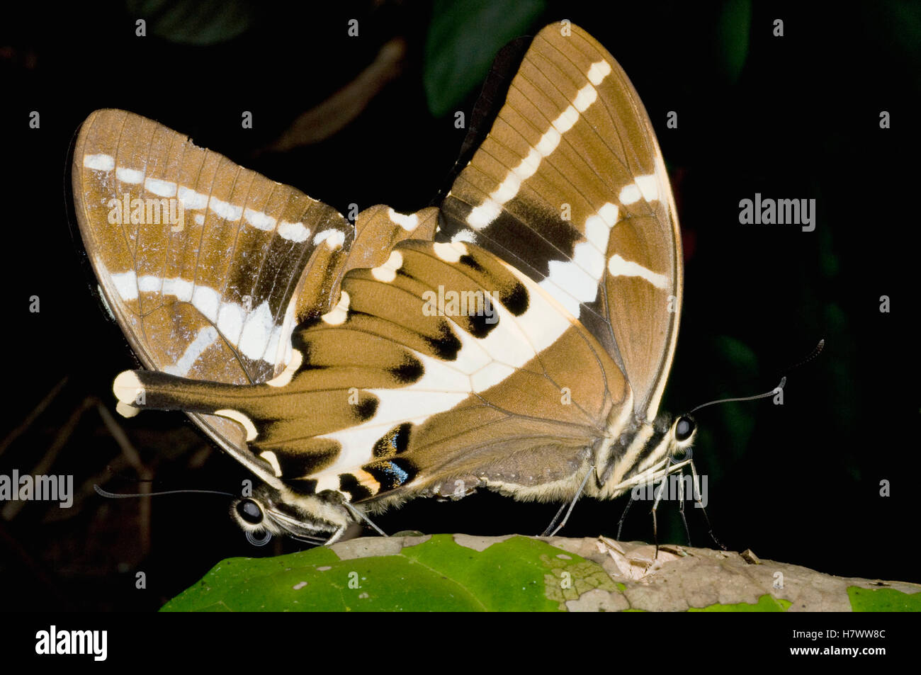 Schwalbenschwanz (Papilionidae) Schmetterlinge Paarung, Marojejy Nationalparks, Madagaskar Stockfoto