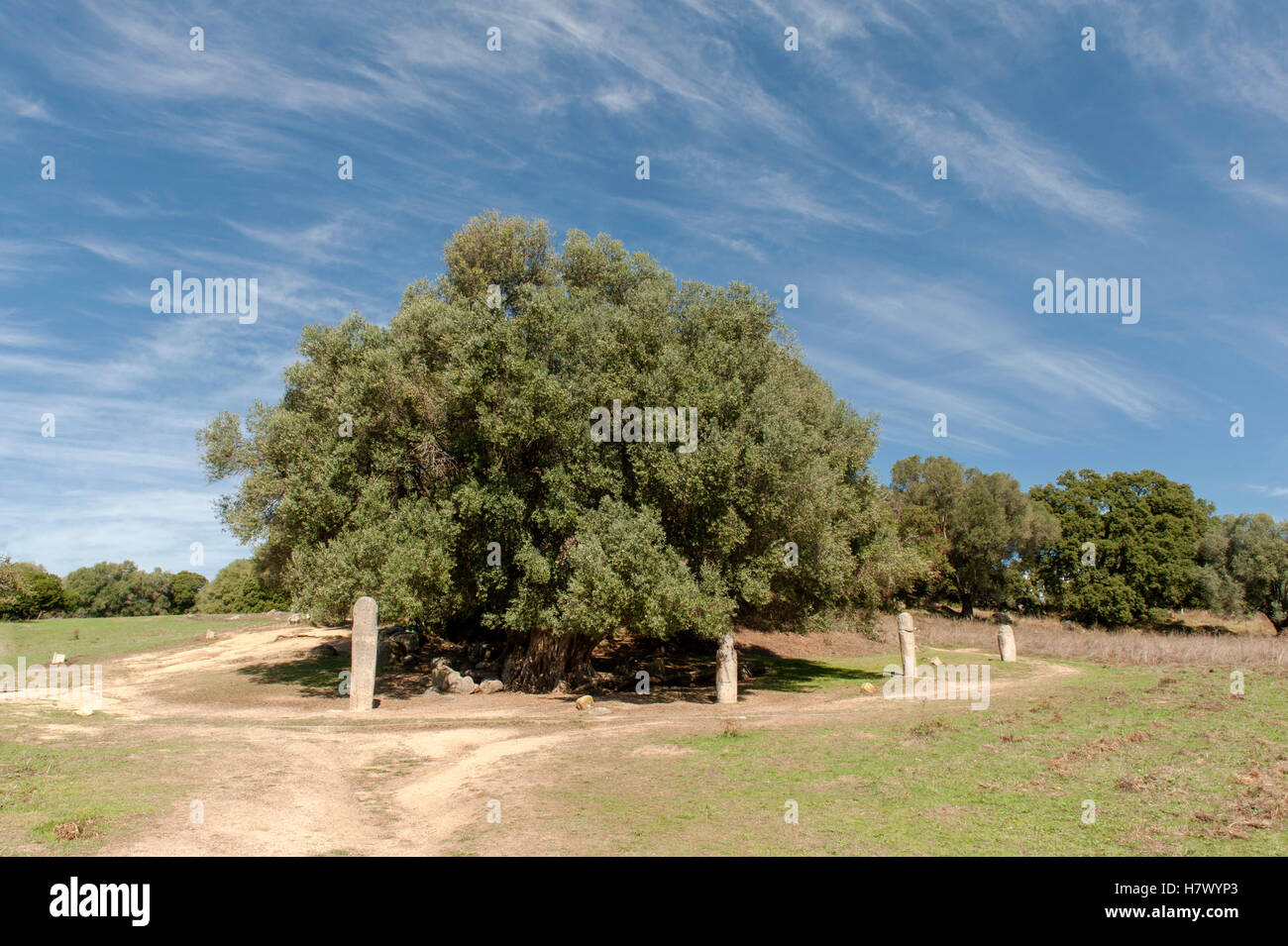 Olivenbaum mit Ring von Menhiren in Filitosa, die prähistorische Hauptstadt Korsikas, mit Dolmen, Menhire und Torrean Relikte Stockfoto