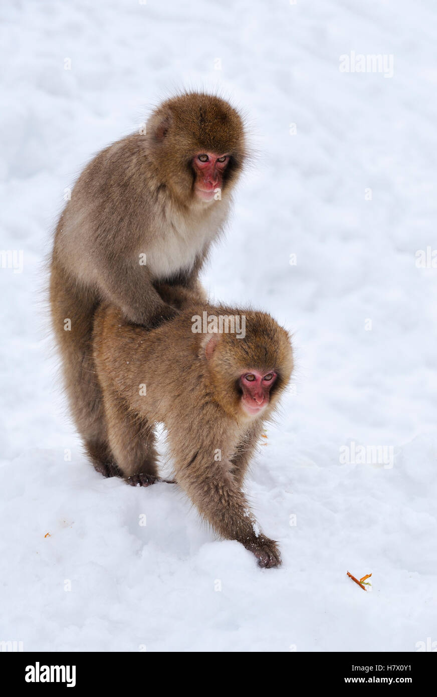 Japanischen Makaken (Macaca Fuscata) zwei Männchen Kopulation