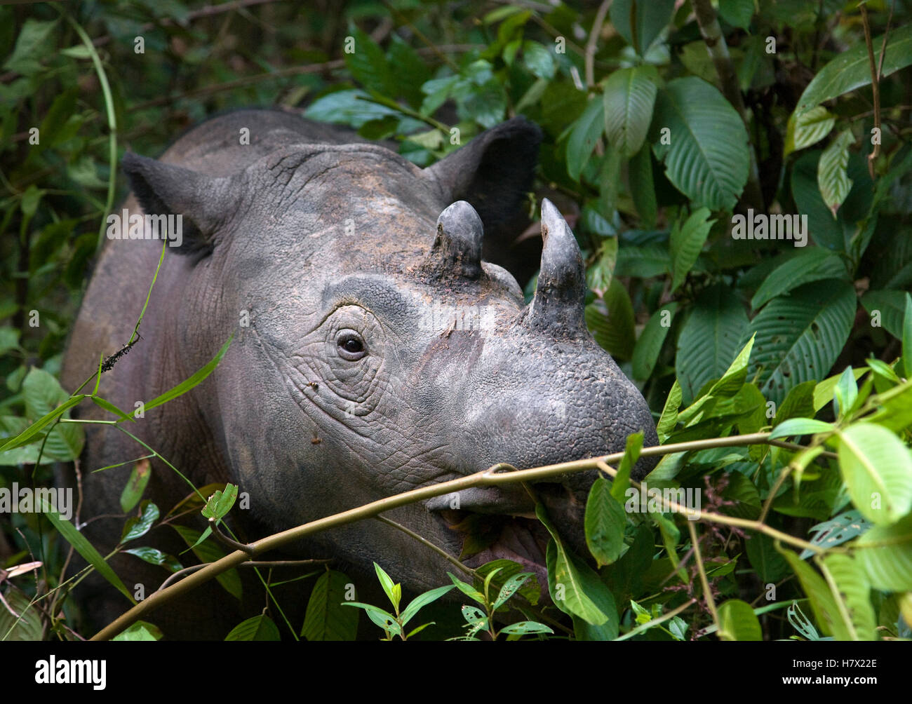 Sumatra-Nashorn (Dicerorhinus Sumatrensis) Fütterung, Weg Missions-Nationalpark, Sumatra, Indonesien Stockfoto