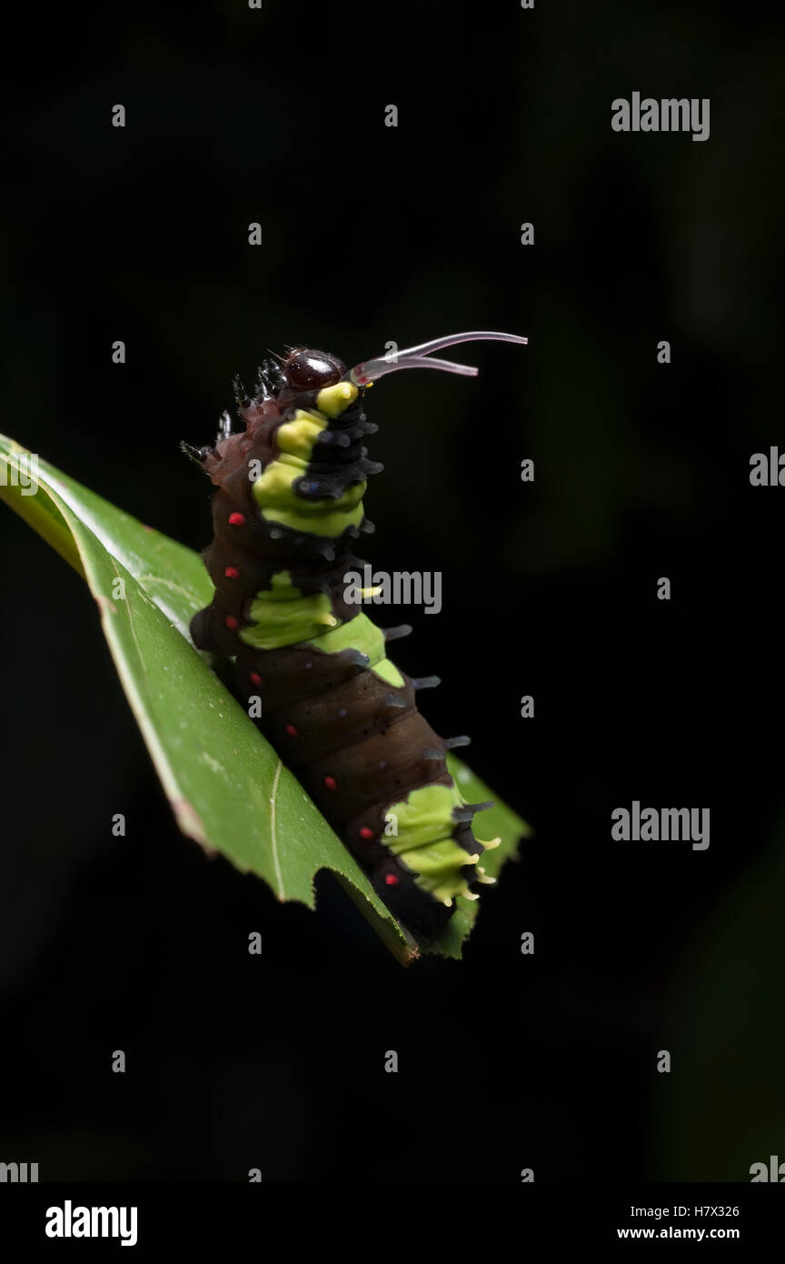 Schwalbenschwanz (Papilionidae) Caterpillar zeigen defensiv verhalten Stockfoto