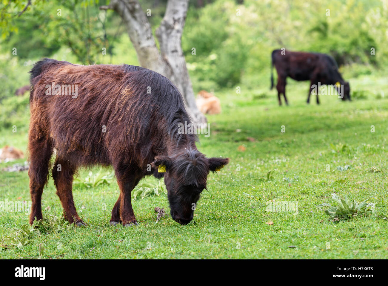 Rinder Kälber in einem neuen Frühlingsgrün-Feld Stockfoto