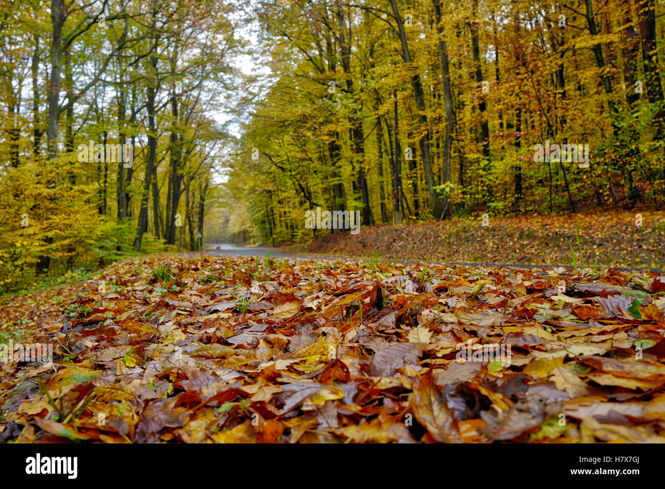 Leere Straße durch den Wald und Herbstfärbung Stockfoto