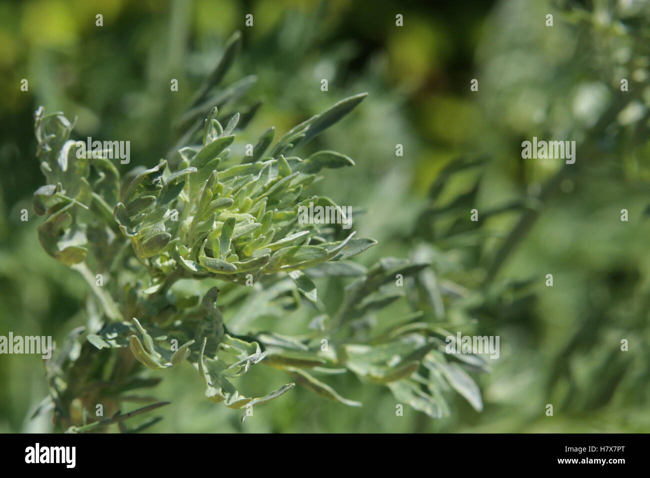 Artemisia Absinthium (Absinth) Pflanze mit Blüten. Stockfoto