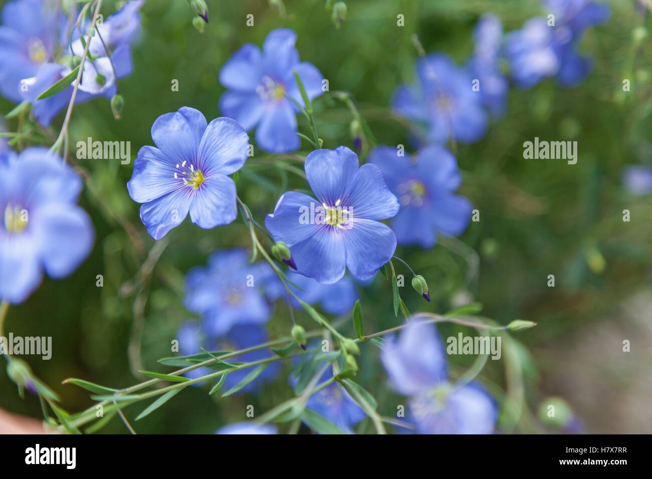 Blauer Flachs blüht. Blühenden Flachs mit zarten, luftigen Blüten himmlische Farbe blau Stockfoto