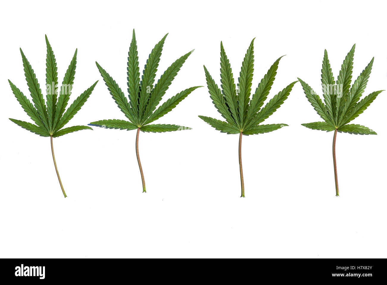 Sammlung von Cannabis. Closeup Sammlung von vier CannabisBlätter auf weißem Hintergrund