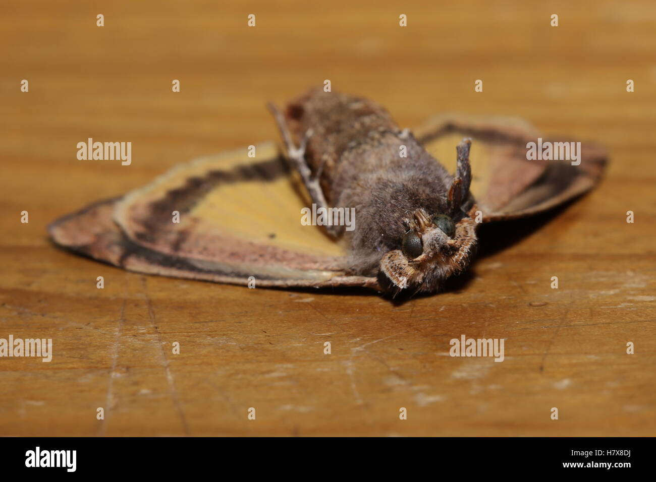 Tote Motte liegen auf dem Rücken (großes gelbes Underwing, Noctua Pronuba). Stockfoto