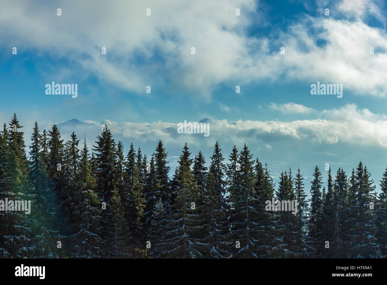 Berg-Bäume. Malerische Aussicht auf den Bergwald gegen blauen Wolkenhimmel. Stockfoto