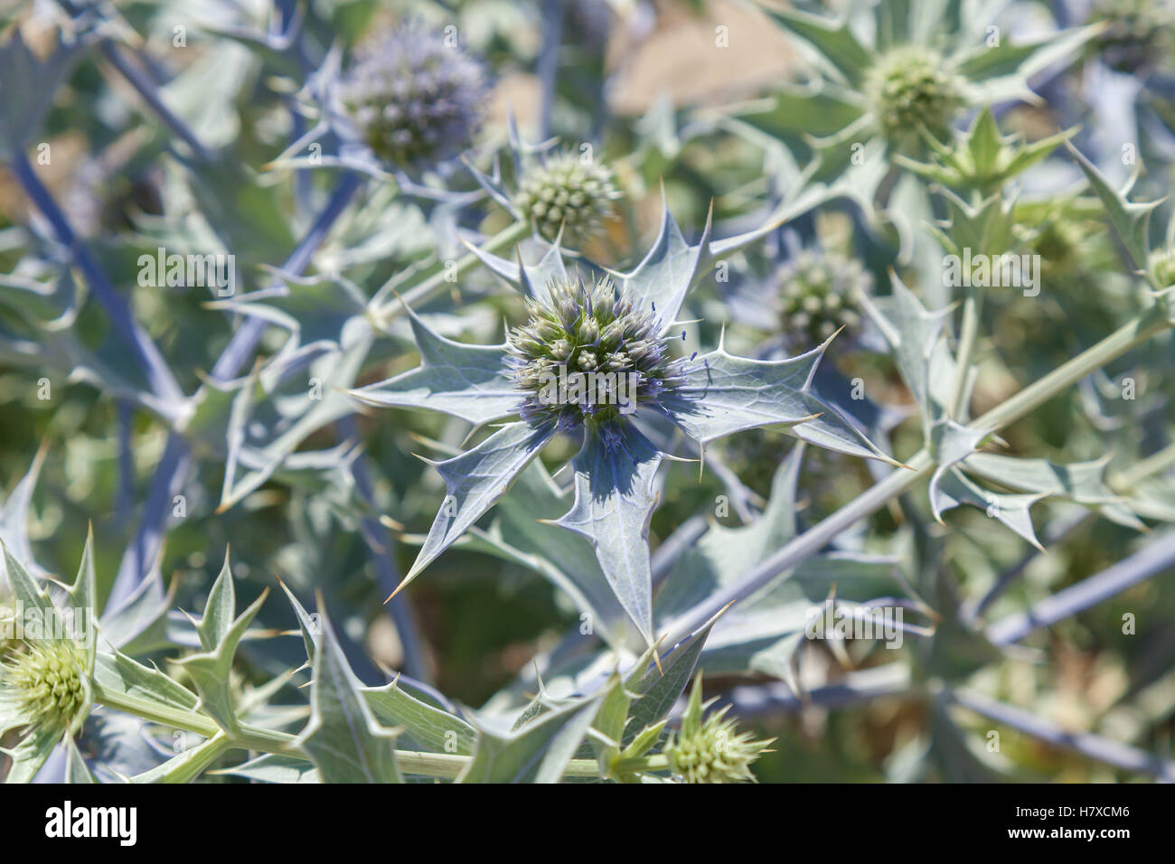 Getrocknete Blumen. Detailliertes Bild der getrocknete Blumen im Sommertag hautnah. Stockfoto