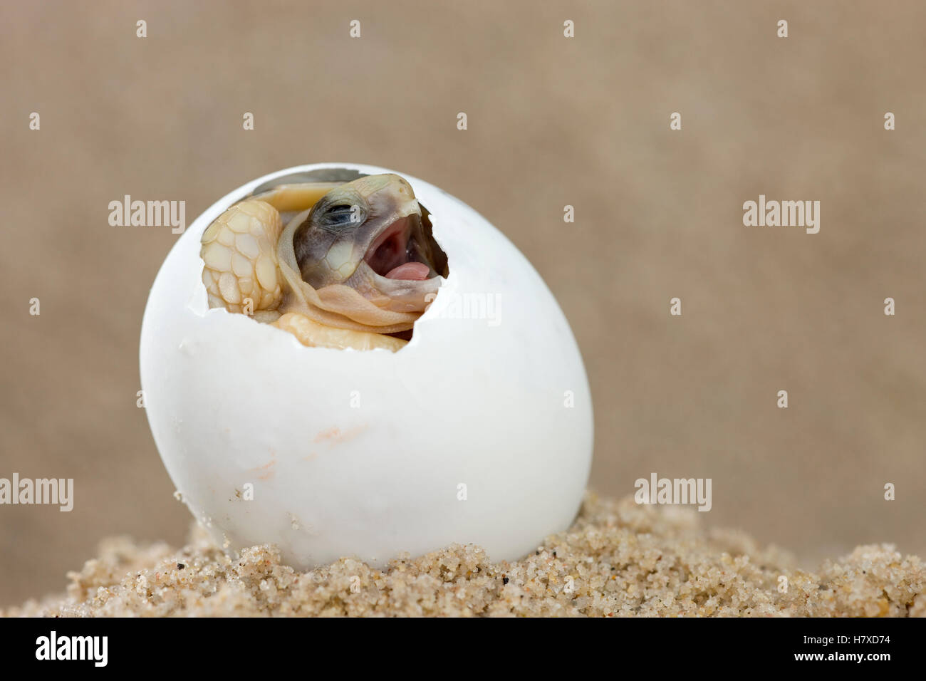 Ausgestoßenen Schildkröte (Testudo Marginata) schlüpft aus Ei, Europa Stockfoto