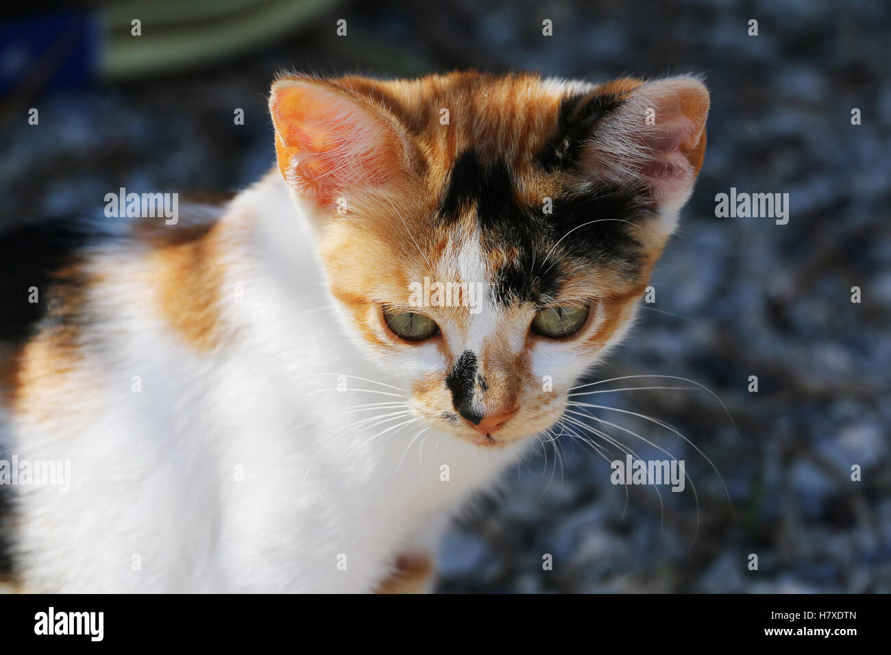 Porträt des kleinen dreifarbigen heimatlose Katze sitzen im Freien. Attraktive Augen, lange Schnurrhaare, weiß-rot-schwarzem Fell. Stockfoto