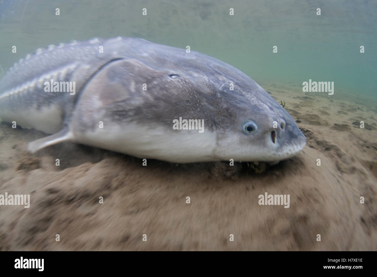 Weißer Stör (Acipenser Transmontanus), Chilliwack, Kanada