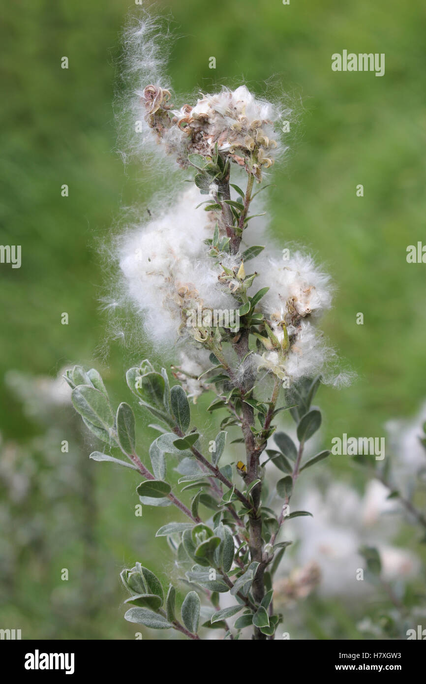 Schleichende Willow Salix repens ssp. argentea mit flauschigen Flusen, die Samen bedecken Stockfoto