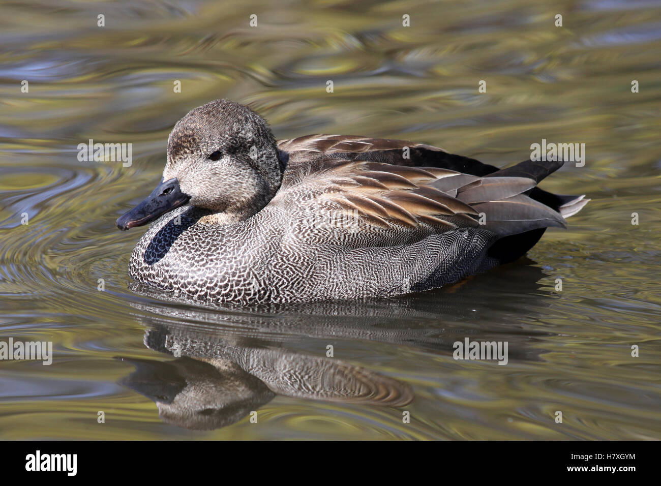 Männliche Gadwall Anas Strepera bei Martin bloße WWT, Lancashire UK Stockfoto