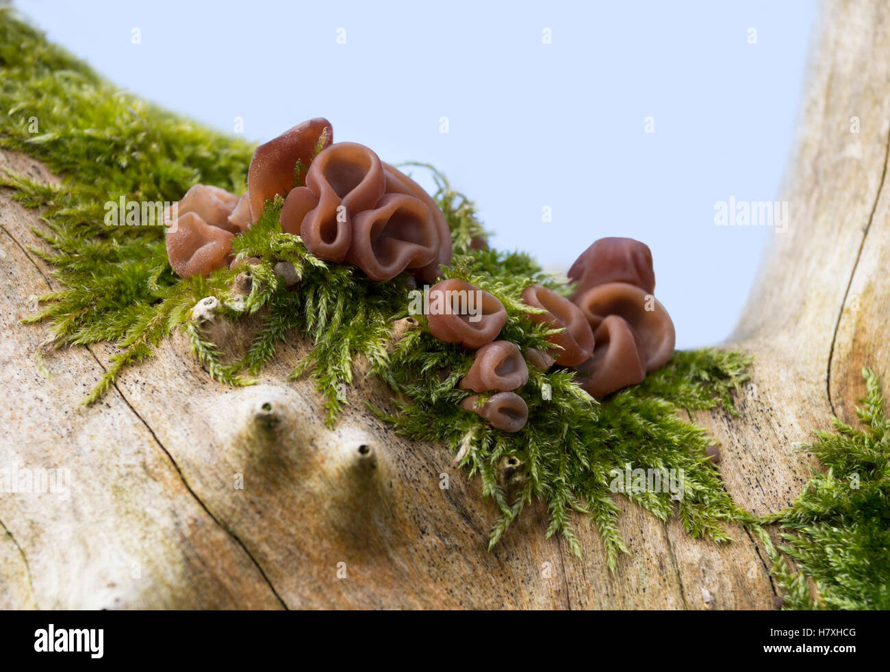 Ohr Pilz Auricularia Auricula-Judae wachsen auf einem Holunderbusch UK Stockfoto