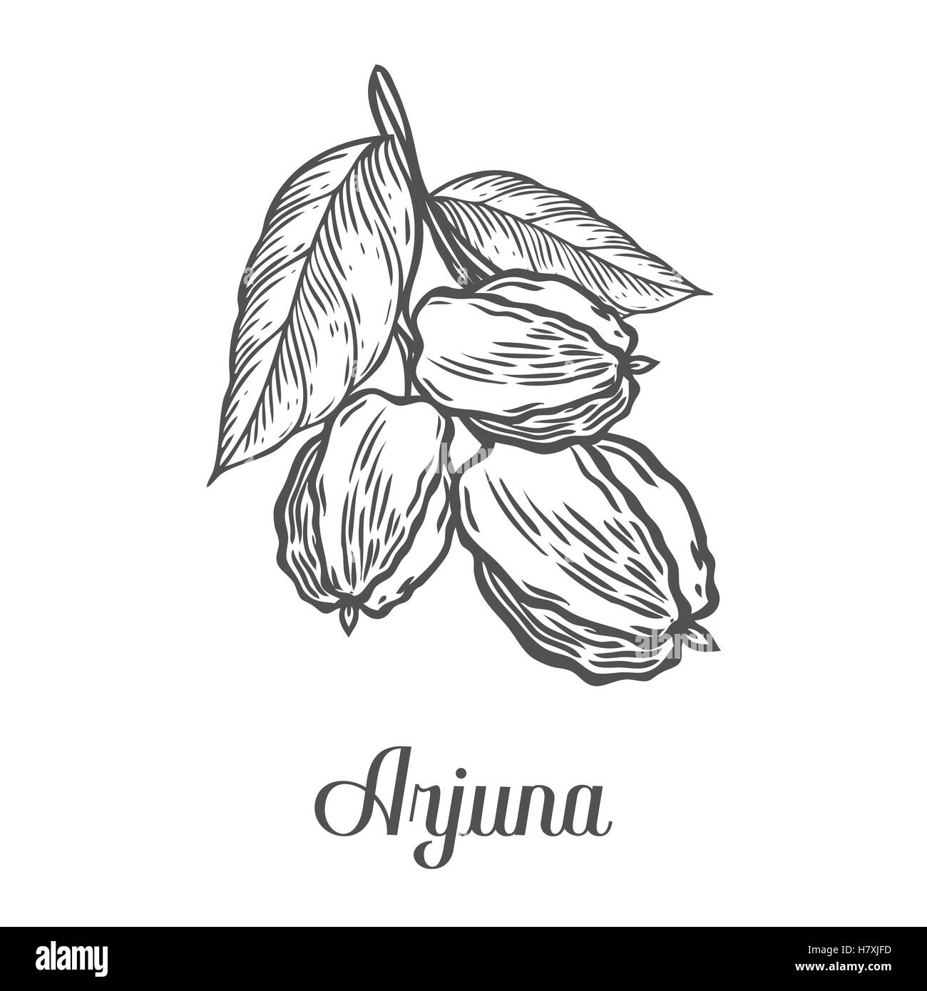 Arjuna Frucht, Blatt, Pflanze. Schwarz auf weißem Hintergrund isoliert. Organische Natur medizinische Ayurveda Kräuter, Beeren. Handgezeichnete Stiche Stock Vektor