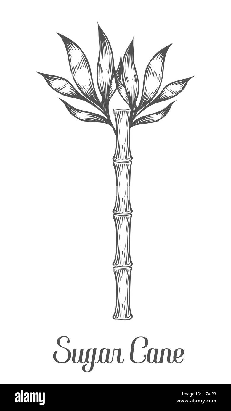 Zuckerrohr-Stamm-Zweig und Blatt Vektor-Illustration von Hand gezeichnet. Zuckerrohr schwarz auf weißem Hintergrund. Gravur-Stil. Stock Vektor