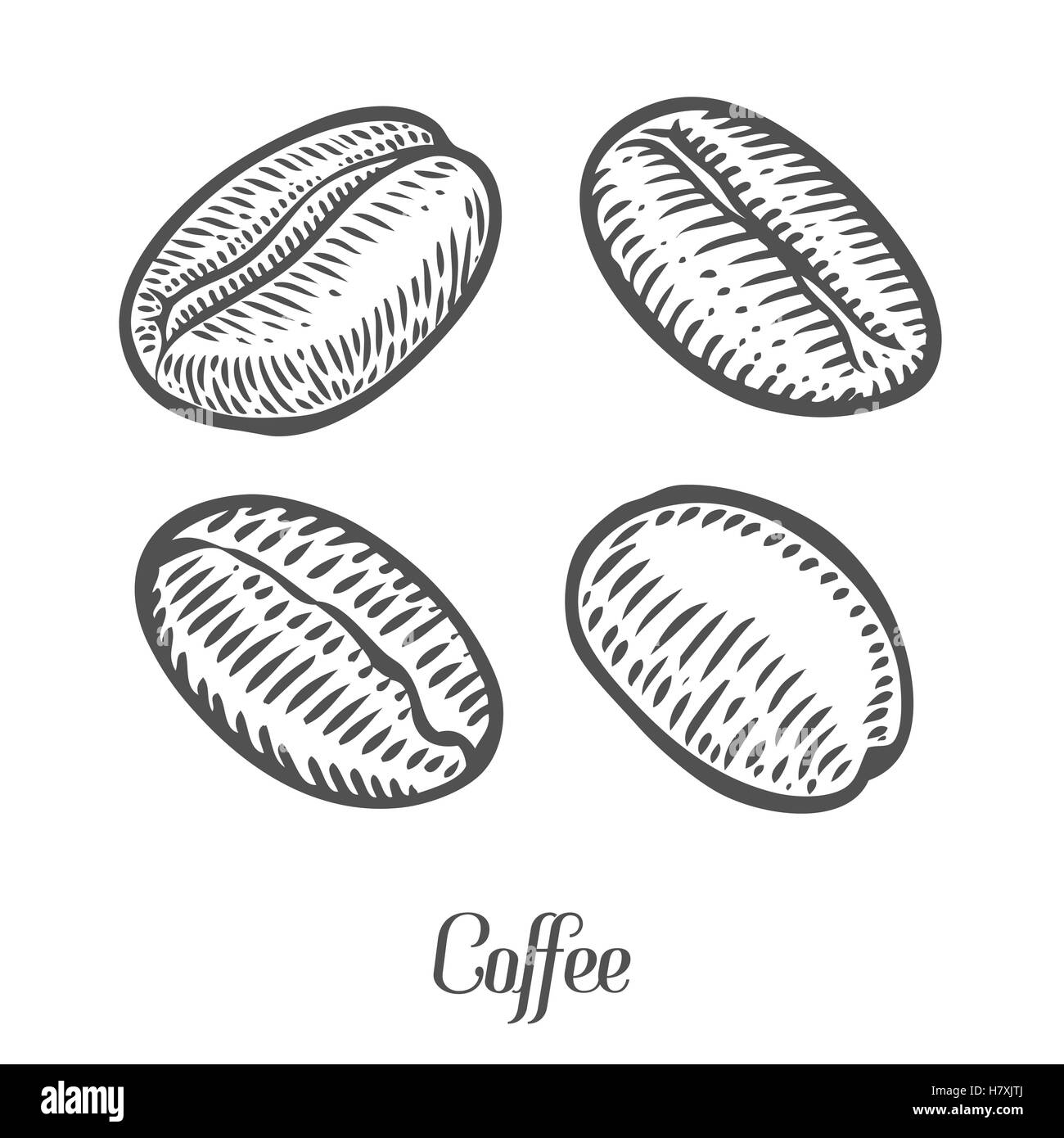 Kaffee Bohnen, Beeren, Früchte, Samen. Natürliche Bio Koffein. Rohkaffee, Luwak. Schwarz auf weißem Hintergrund. Handgezeichnete Skizze ve Stock Vektor